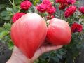 Томат Малкольм Линкольн: уникальный вкус и история, о которой стоит знать