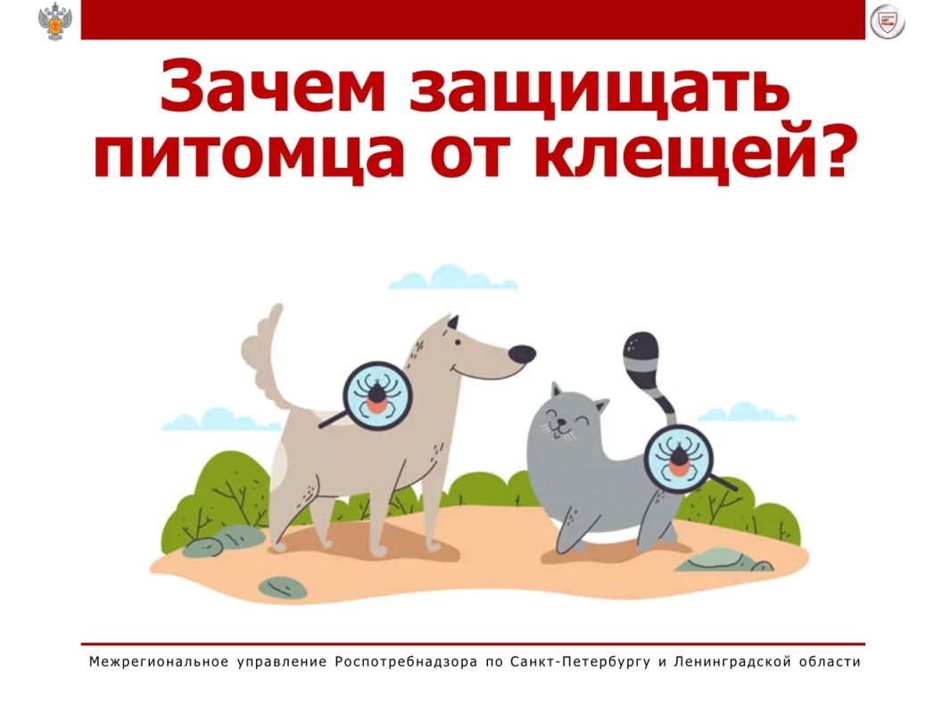 Зачем защищать питомца от клещей?
