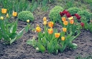 Весенний этикет: секреты успешной посадки тюльпанов