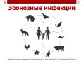 Зоонозные заболевания: что это и как защититься?