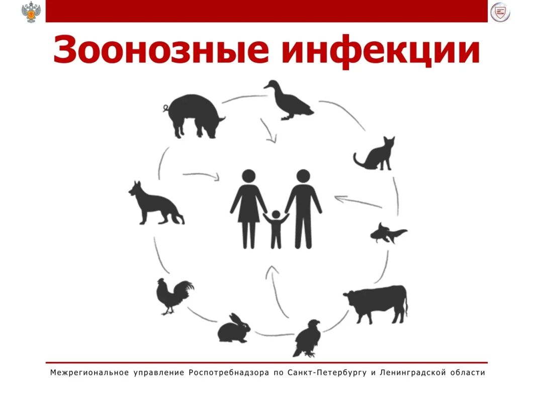 Зоонозные заболевания: что это и как защититься?