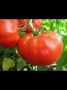 Томат Декабрист: секреты продуктивного позднего урожая