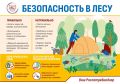 Все на пикник: правила безопасности в лесу
