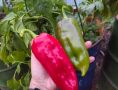 Как добиться дружных всходов перцев: секреты проращивания