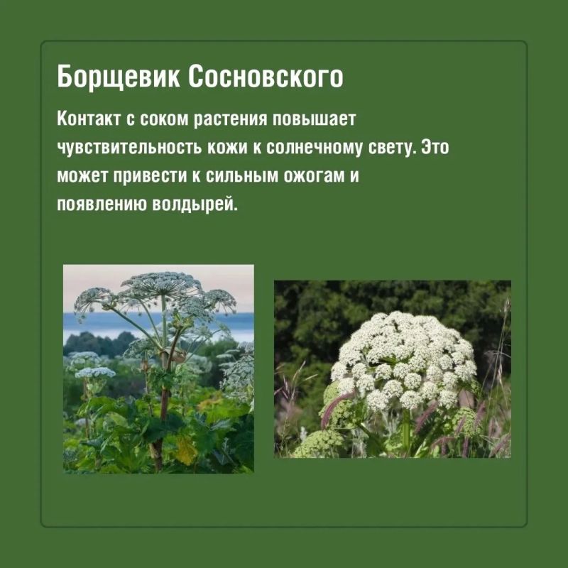 Во время прогулок на природе красивые растения могут оказаться далеко не безобидными Во время прогулок на природе красивые растения могут оказаться далеко не безобидными
