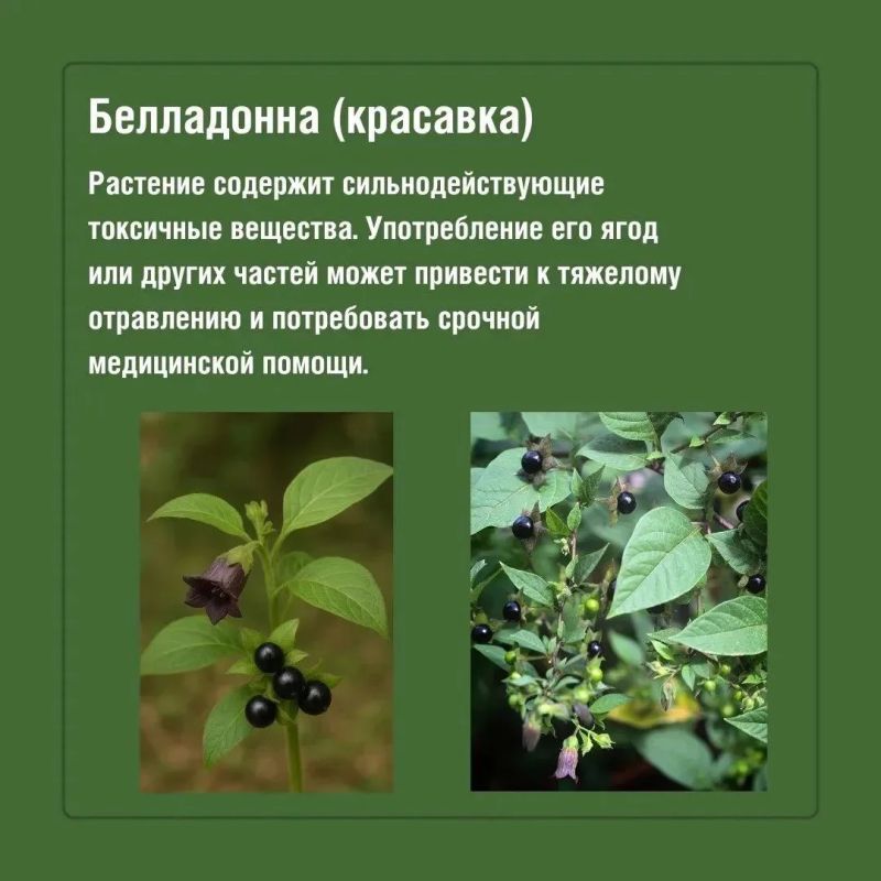 Во время прогулок на природе красивые растения могут оказаться далеко не безобидными Во время прогулок на природе красивые растения могут оказаться далеко не безобидными
