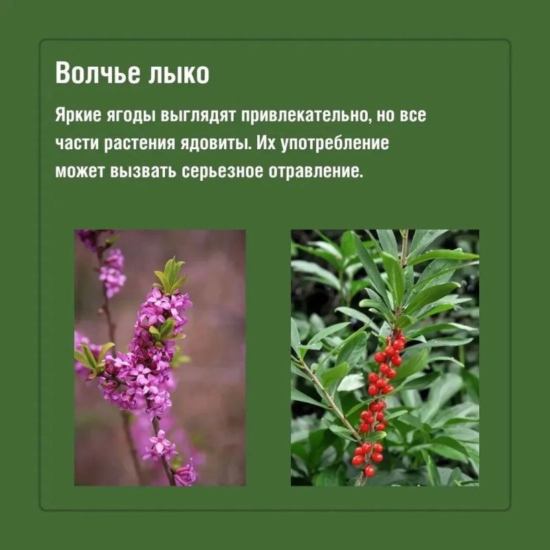 Во время прогулок на природе красивые растения могут оказаться далеко не безобидными Во время прогулок на природе красивые растения могут оказаться далеко не безобидными