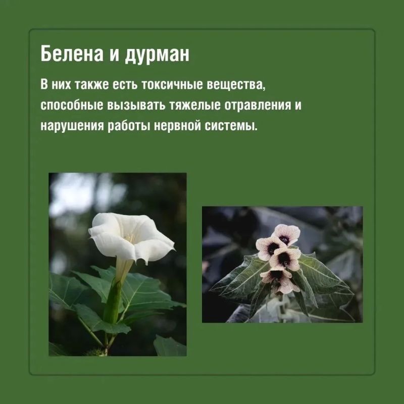 Во время прогулок на природе красивые растения могут оказаться далеко не безобидными Во время прогулок на природе красивые растения могут оказаться далеко не безобидными