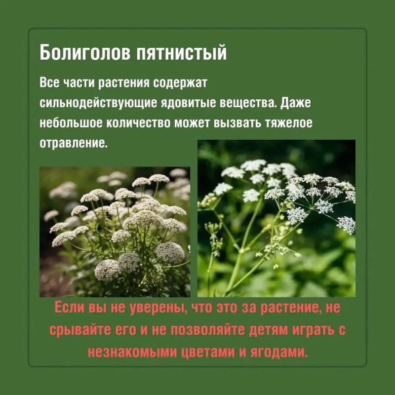 Во время прогулок на природе красивые растения могут оказаться далеко не безобидными Во время прогулок на природе красивые растения могут оказаться далеко не безобидными