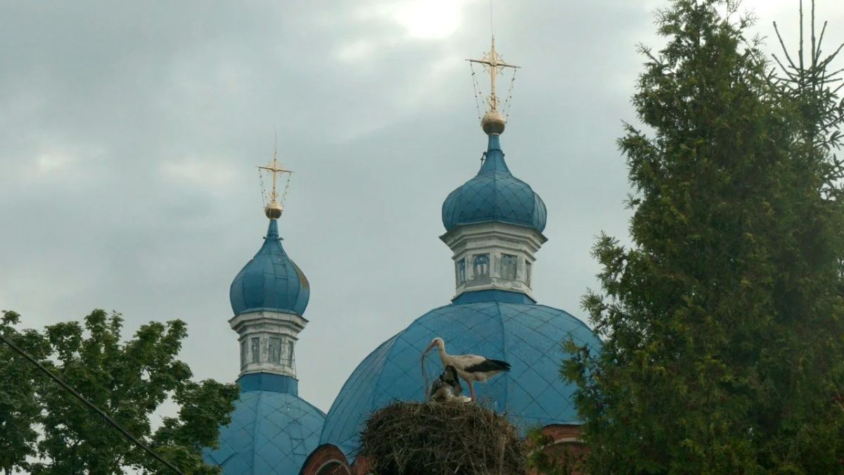У белых аистов, обитающих у храма в Рождествено, подрастают птенцы У белых аистов, обитающих у храма в Рождествено, подрастают птенцы