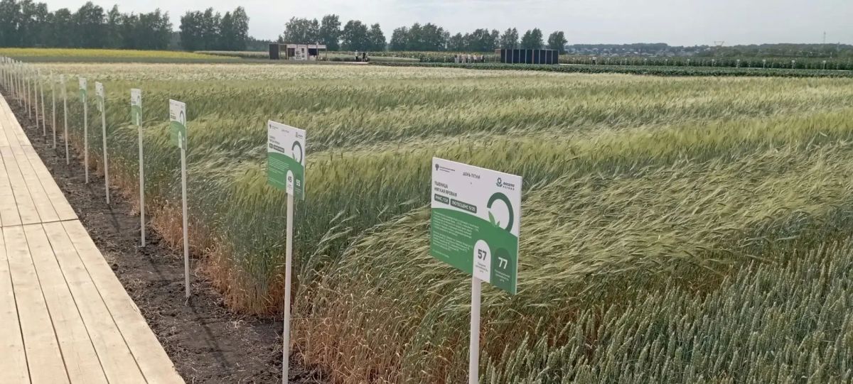 Делегация Ленинградской области во главе с вице-губернатором по АПК Олегом Малащенко принимает участие в работе Всероссийского дня поля – 2026, который в этом году проходит на площадках Алтайского края Делегация Ленинградской области во главе с вице-губернатором по АПК Олегом Малащенко принимает участие в работе Всероссийского дня поля – 2026, который в этом году проходит на площадках Алтайского края