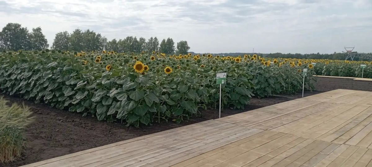 Делегация Ленинградской области во главе с вице-губернатором по АПК Олегом Малащенко принимает участие в работе Всероссийского дня поля – 2026, который в этом году проходит на площадках Алтайского края Делегация Ленинградской области во главе с вице-губернатором по АПК Олегом Малащенко принимает участие в работе Всероссийского дня поля – 2026, который в этом году проходит на площадках Алтайского края