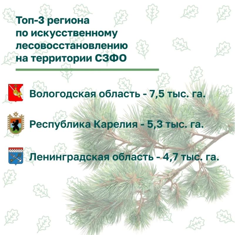 В СЗФО подвели итоги весеннего лесокультурного сезона В СЗФО подвели итоги весеннего лесокультурного сезона