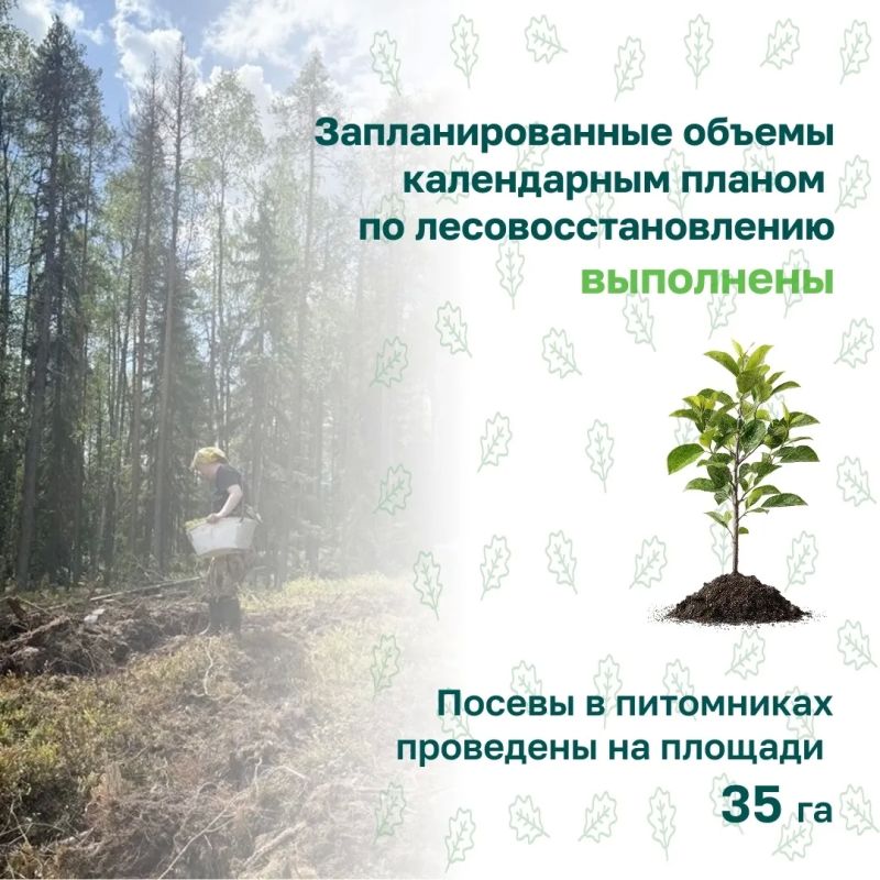 В СЗФО подвели итоги весеннего лесокультурного сезона В СЗФО подвели итоги весеннего лесокультурного сезона