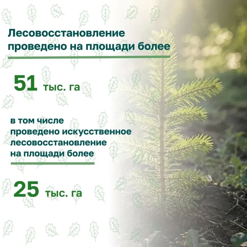 В СЗФО подвели итоги весеннего лесокультурного сезона В СЗФО подвели итоги весеннего лесокультурного сезона