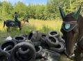Александр Дрозденко: В Ленинградской области начала работать конная экомилиция