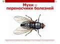 Мухи — не просто назойливые соседи!