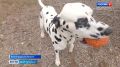 � ������������� ������� ������� ��� ��������� ���������� ������ �� ������������