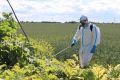 В два раза больше земель обработали от борщевика в Ленобласти по сравнению с прошлым годом, сообщили в правительстве региона
