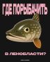 Щука, окунь и судак вас ждут