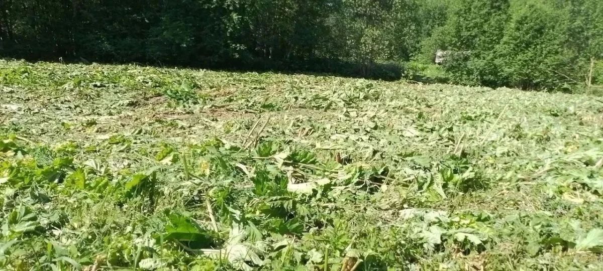 В два раза больше земель обработали от борщевика в Ленобласти по сравнению с прошлым годом, сообщили в правительстве региона В два раза больше земель обработали от борщевика в Ленобласти по сравнению с прошлым годом, сообщили в правительстве региона