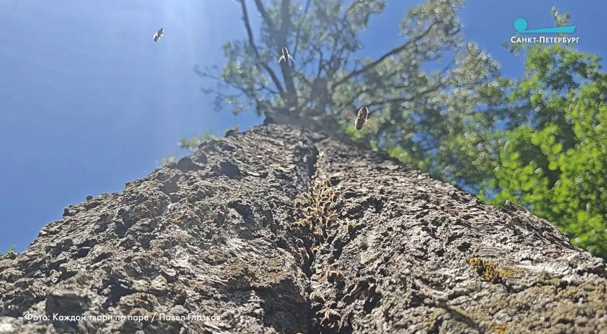В музее-усадьбе Николая Рериха в Изваре, Ленобласть, пчёлы обустроили улей в старой берёзе В музее-усадьбе Николая Рериха в Изваре, Ленобласть, пчёлы обустроили улей в старой берёзе