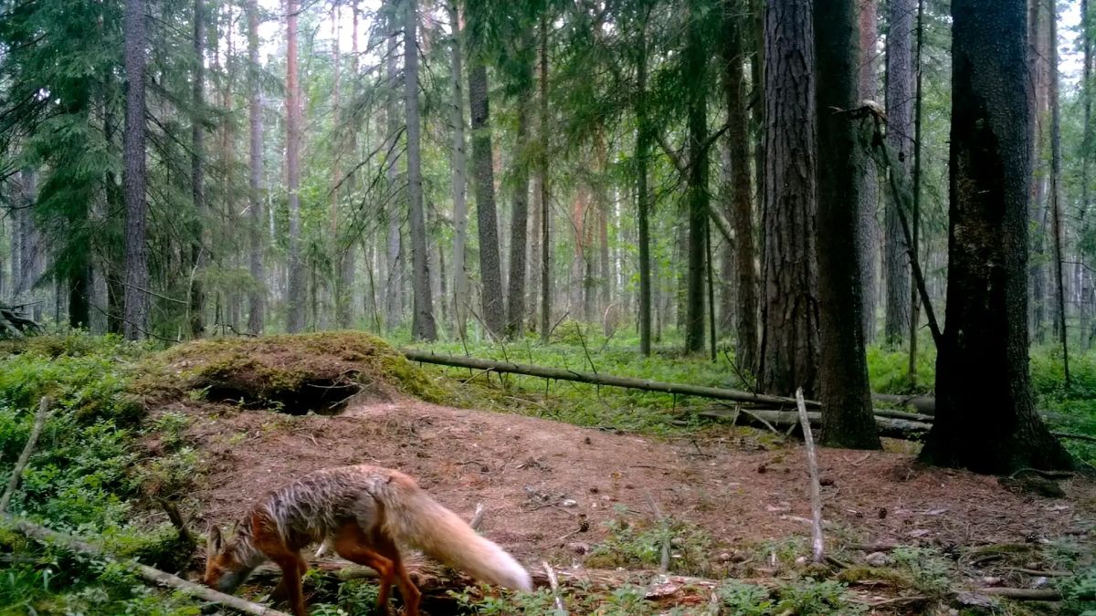 В Ленобласти заметили лисовина с роскошным хвостом В Ленобласти заметили лисовина с роскошным хвостом