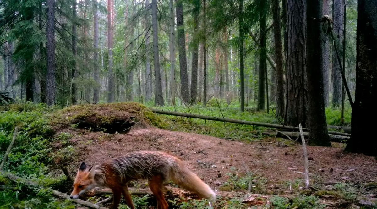 В Ленобласти заметили лисовина с роскошным хвостом В Ленобласти заметили лисовина с роскошным хвостом