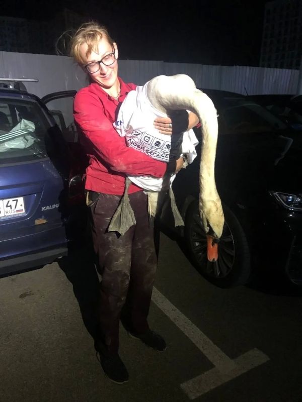 На стройплощадке в Мурино спасли травмированного лебедя На стройплощадке в Мурино спасли травмированного лебедя
