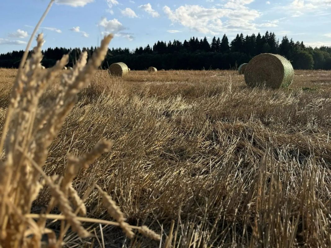 Александр Дрозденко поделился фотографиями августовских полей в Ленобласти Александр Дрозденко поделился фотографиями августовских полей в Ленобласти