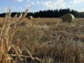 Александр Дрозденко: Вот оно — наше ленинградское лето, по-крестьянски деловитое