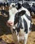 Суточные надои и продуктивность на одну корову выросли на гатчинском сельхозпредприятии благодаря бережливым нововведениям