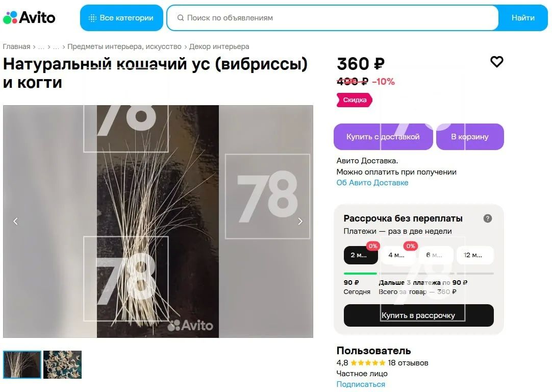 «Магический след»: породистые кошки исчезают во Всеволожском районе «Магический след»: породистые кошки исчезают во Всеволожском районе