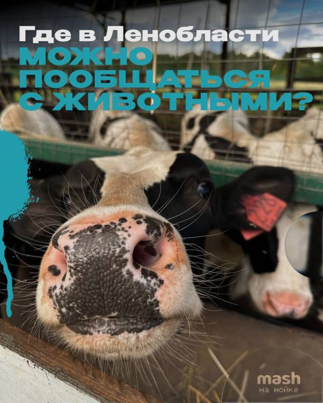 Выбери любого питомца, которого ты захочешь