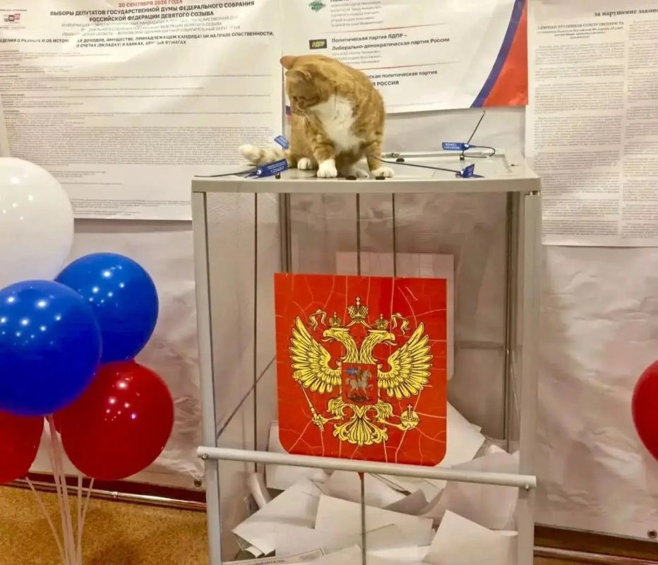Россия действительно - страна котиков, помимо прочего Россия действительно - страна котиков, помимо прочего