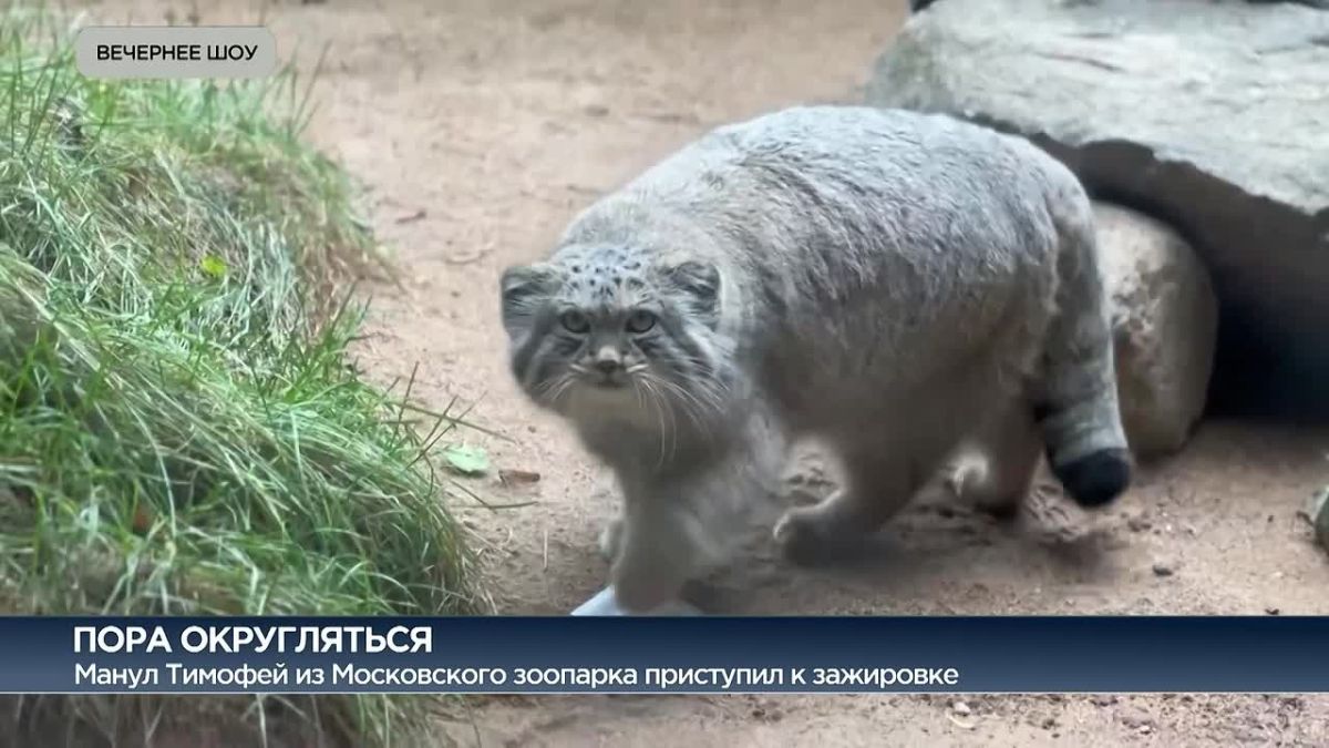 Сезон пухлых щёчек: в Ленинградском зоопарке рассказали, когда манулы Шу, Пепе и четверо манулят начнут зажировку