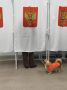 Пекинес Патриций проверил — на 72-м УИК Волховского района голосование проходит в штатном режиме, обстановка спокойная