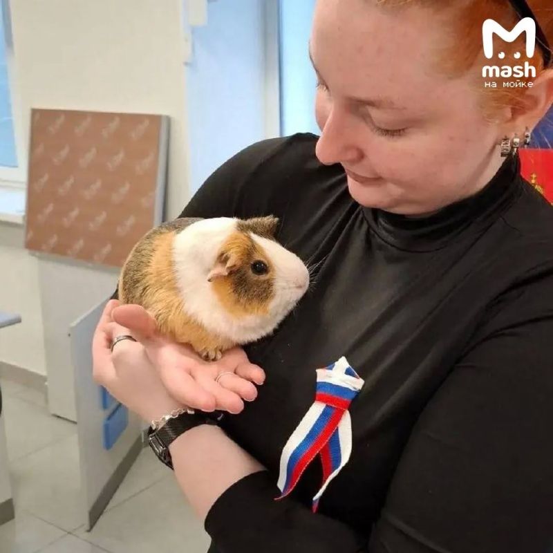Последний день голосования в Питере и Ленобласти отметился негласной хвостатой делегацией Последний день голосования в Питере и Ленобласти отметился негласной хвостатой делегацией