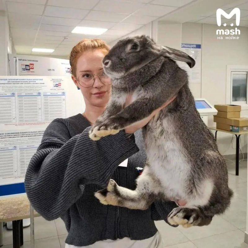 Последний день голосования в Питере и Ленобласти отметился негласной хвостатой делегацией Последний день голосования в Питере и Ленобласти отметился негласной хвостатой делегацией