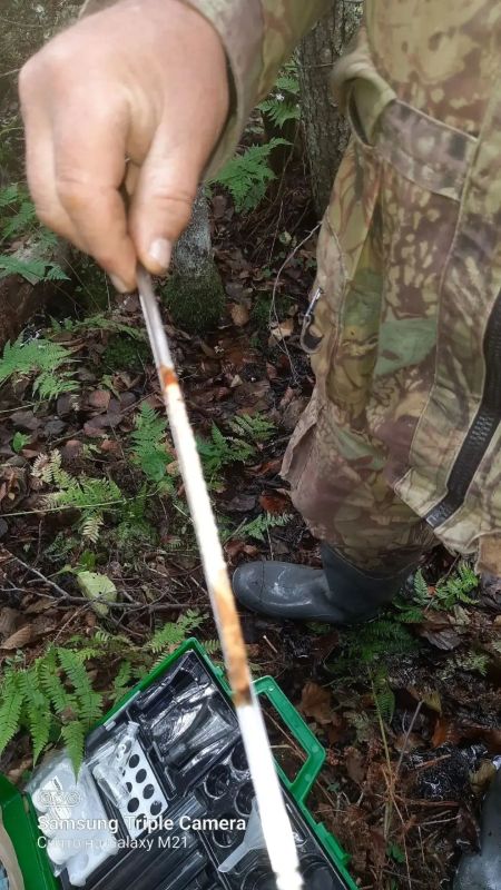В Гонгинском участковом лесничестве Подпорожского района участники школьного лесничества «ЭкоВинЛес» вместе с наставниками обследовали местность и обнаружили редкий вид, занесённый в Красную книгу, — ольху чёрную В Гонгинском участковом лесничестве Подпорожского района участники школьного лесничества «ЭкоВинЛес» вместе с наставниками обследовали местность и обнаружили редкий вид, занесённый в Красную книгу, — ольху чёрную