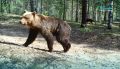 В Приозерском районе Ленобласти спасатели вывели из леса двух человек, которые заблудились, убегая от медведя
