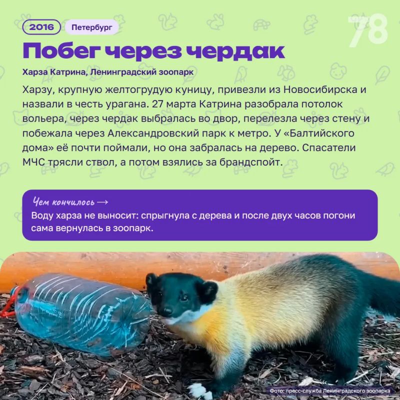 Калао Шанти год назад сбежала из Ленинградского зоопарка — её искал весь город Калао Шанти год назад сбежала из Ленинградского зоопарка — её искал весь город