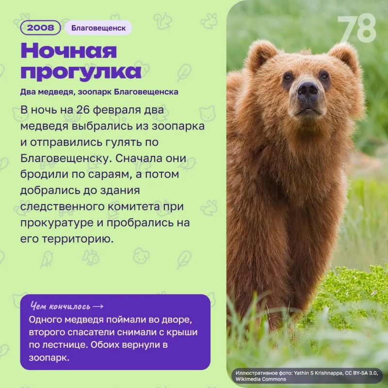 Калао Шанти год назад сбежала из Ленинградского зоопарка — её искал весь город Калао Шанти год назад сбежала из Ленинградского зоопарка — её искал весь город