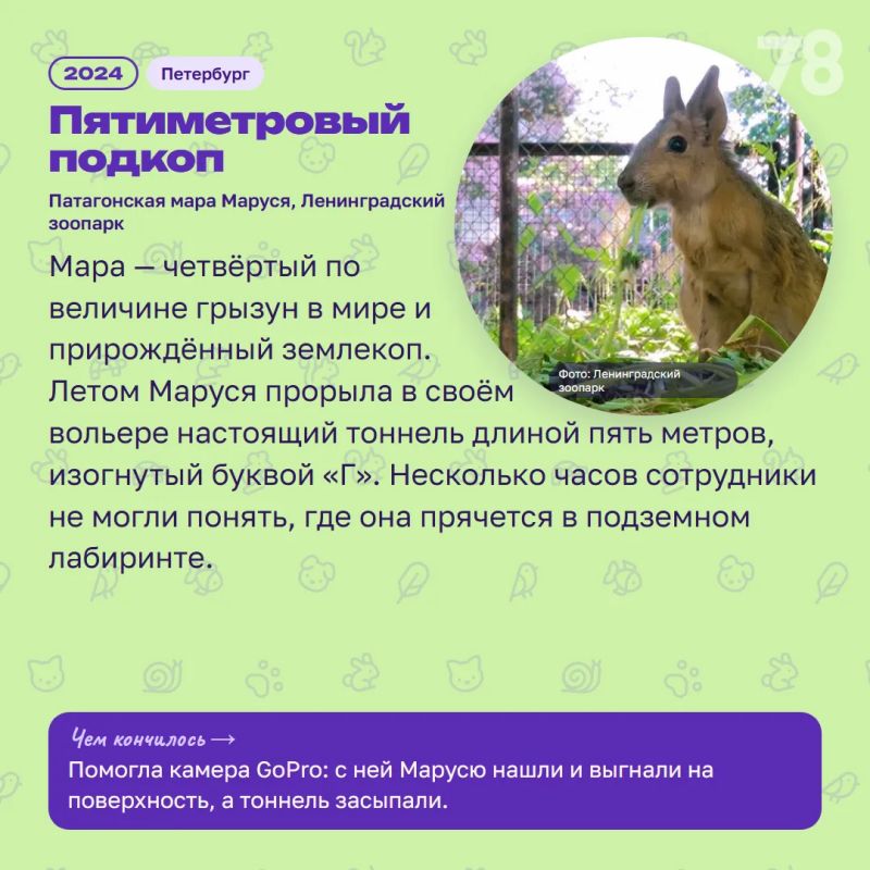 Калао Шанти год назад сбежала из Ленинградского зоопарка — её искал весь город Калао Шанти год назад сбежала из Ленинградского зоопарка — её искал весь город