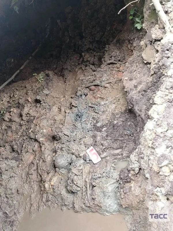 В Ленинградской области нашли массовое захоронение замученных эстонскими и немецкими нацистами красноармейцев, сообщила ТАСС руководитель отряда "Авангард" Лариса Фетисова В Ленинградской области нашли массовое захоронение замученных эстонскими и немецкими нацистами красноармейцев, сообщила ТАСС руководитель отряда "Авангард" Лариса Фетисова