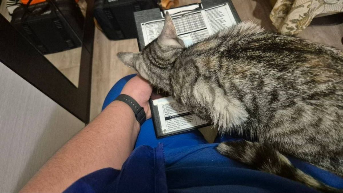 У скорой помощи Ленобласти своя Зверопятница У скорой помощи Ленобласти своя Зверопятница