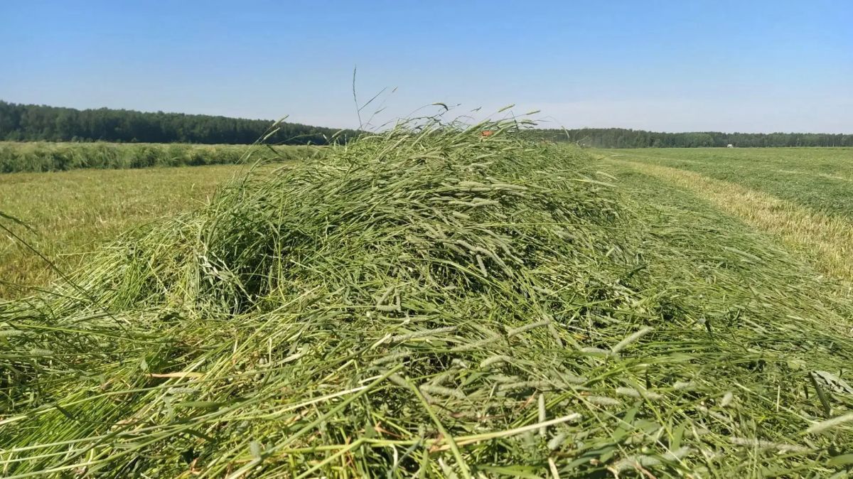 Хозяйства Ленобласти выполнили план по заготовке кормов
