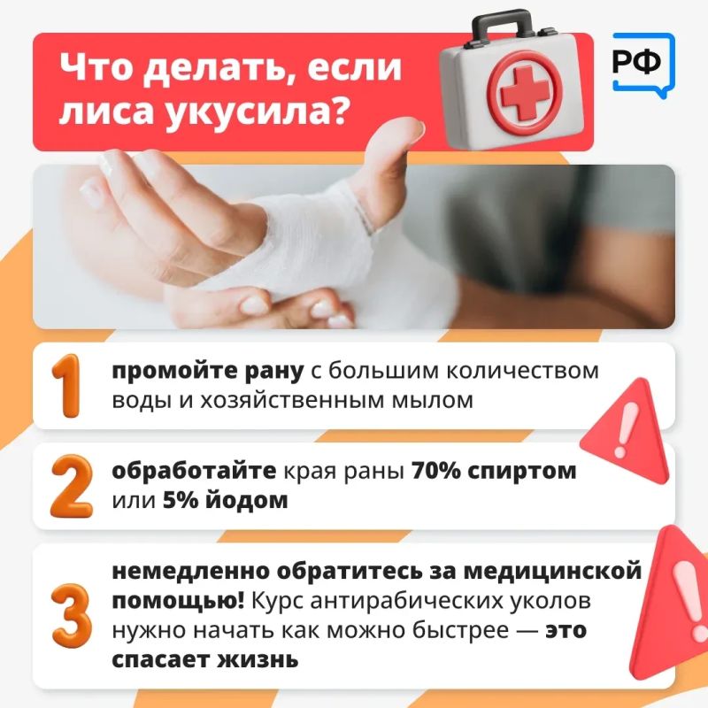Лисы всё чаще появляются рядом с людьми: их можно заметить у дорог, на дачных участках и даже в населённых пунктах Лисы всё чаще появляются рядом с людьми: их можно заметить у дорог, на дачных участках и даже в населённых пунктах