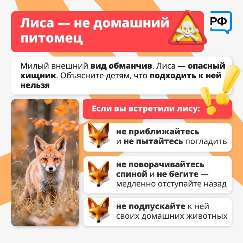 Лисы всё чаще появляются рядом с людьми: их можно заметить у дорог, на дачных участках и даже в населённых пунктах Лисы всё чаще появляются рядом с людьми: их можно заметить у дорог, на дачных участках и даже в населённых пунктах