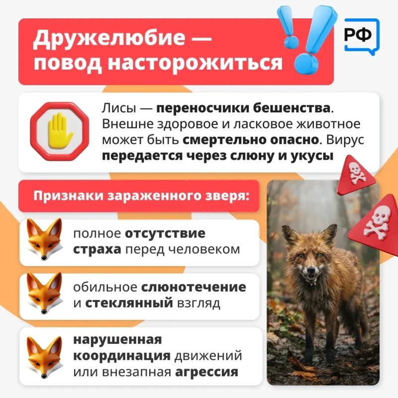 Лисы всё чаще появляются рядом с людьми: их можно заметить у дорог, на дачных участках и даже в населённых пунктах Лисы всё чаще появляются рядом с людьми: их можно заметить у дорог, на дачных участках и даже в населённых пунктах